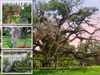 2007-05-02_New_Iberia_Louisiana