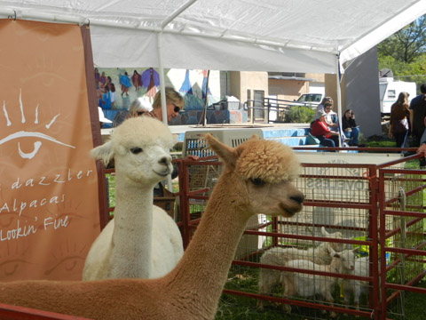 Alpacas