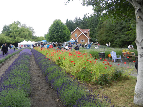 Lavender Farm
