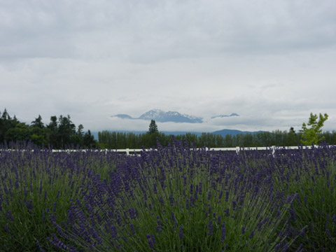 Lavender and Mountain