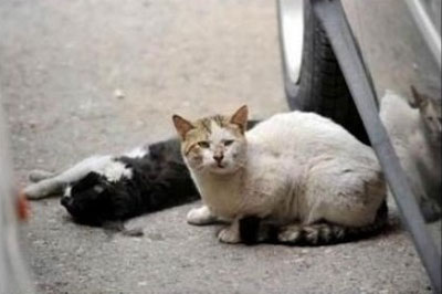 cat loyalty
