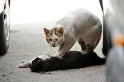 cat loyalty
