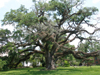 2007-04-30_New_Iberia_Live_Oak