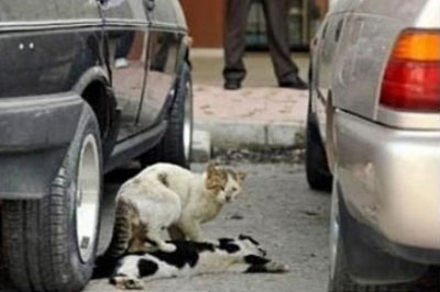 cat loyalty