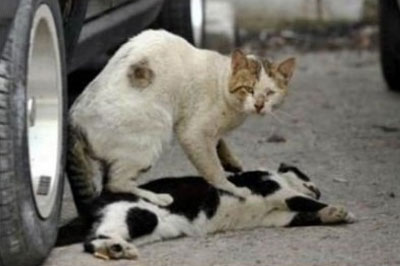 cat loyalty